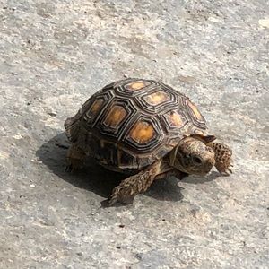 Meet your Posher, Nancy